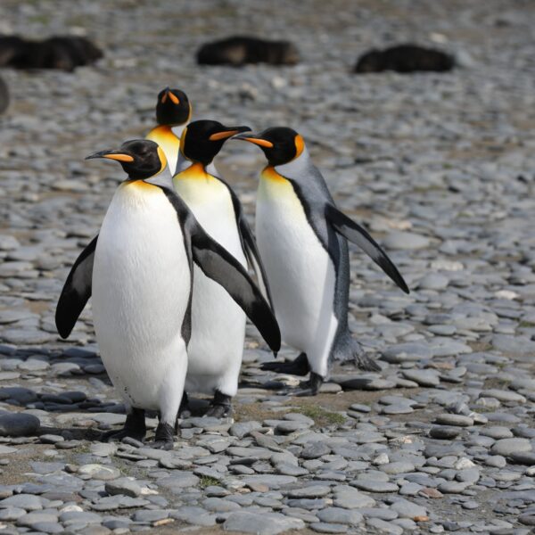 Pinguïn paella? 'Er werd van alles verzonnen om het aantrekkelijk te maken'
