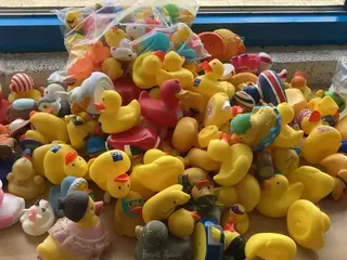 Zwembad in Wormer zoekt 10.000 badeendjes