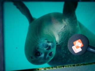 Pieterburen over verhuizing, Seal én adoptie: 'Dan heet ‘ie straks Ruud de Wild'