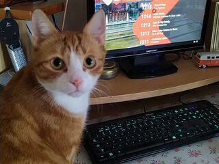 Zo luisteren jullie huisdieren mee naar de NPO Radio 2 Top 2000