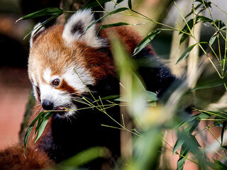 Het is dierendag! Jeroen en Evert brengen je positief dierennieuws