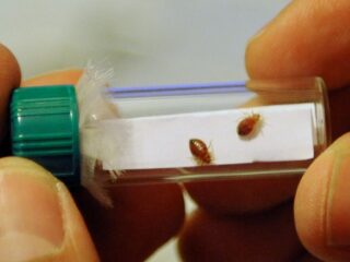 Een invasie van bedwantsen of massahysterie? 'Iedereen wordt zenuwachtiger'