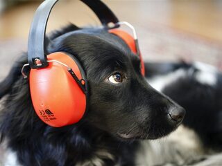 Hondenbescherming wil straffen voor vuurwerkafstekers: 'Stress en trauma's bij honden'