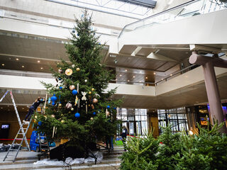 Boswachter Harco Bergman kapt vandaag de kerstboom voor de Tweede Kamer