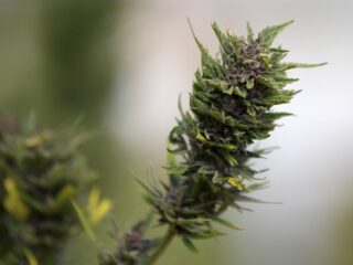 Werkt cannabis tegen pijn bij je hond?