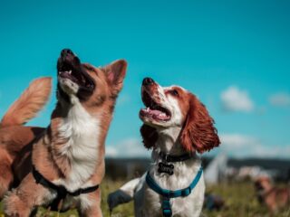 Dierendokter Martin: ‘De hond is steeds meer een familielid’
