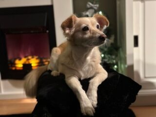 Zo volgen jullie huisdieren de NPO Radio 2 Top 2000