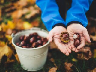 Boswachter Tim: 'We moeten kastanjes delen met dieren uit het bos'