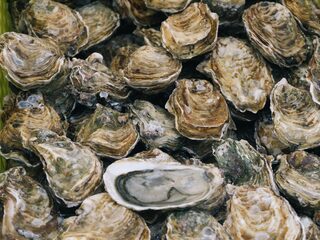 Joost is Nederlands kampioen oestersteken