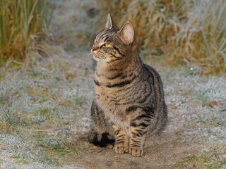 Dierendokter Martin: 'Meer dan helft van de huisdieren heeft obesitas'