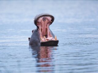 Wat moet er gebeuren met de nijlpaarden van Pablo Escobar?