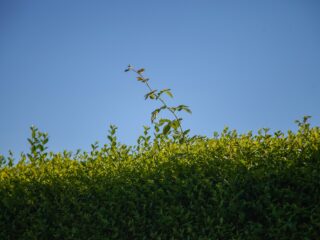 Kortgeknipt, vrij woekerend, of heggenarmoede: wat zegt een heg over jou?