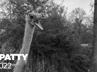 Voorspelstruisvogel Para Patty is overleden