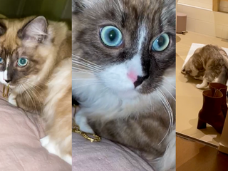 De kleptokat van luisteraar Anna gaat er met haar sieraden vandoor