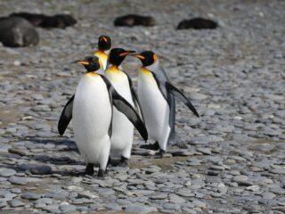 Pinguïn paella? 'Er werd van alles verzonnen om het aantrekkelijk te maken'