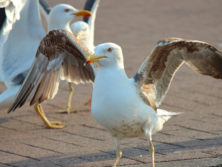 Oeps! Meeuwen nemen Delft over na een vergeten vergunning