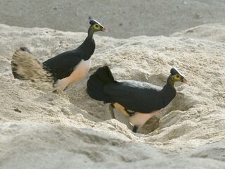 Sterft deze vogelsoort nu ook uit na de dodo en de T-Rex?