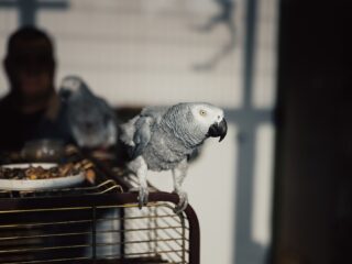 Praten, fluiten én zingen: papegaaien zijn net zo muzikaal als mensen