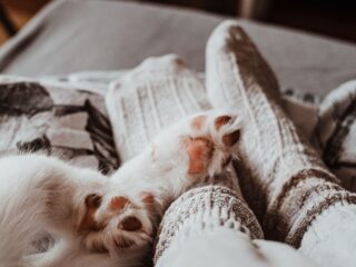 Vlaams ziekenhuis start bezoekuur voor huisdieren