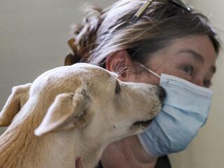 Kan een hond ook verkouden worden van de airco?