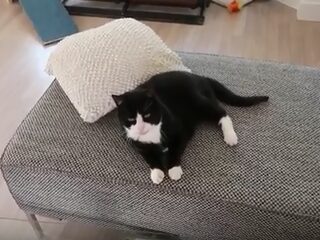 Knuffel-je-kat-dag!