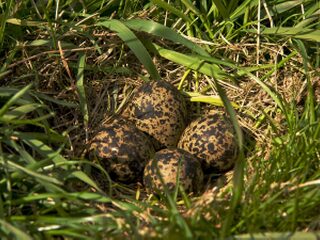 Mysterieus nieuws: nu al bekend hoe laat eerste kievitsei gelegd wordt