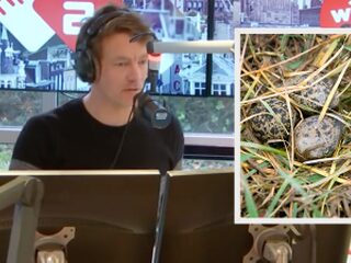 Mysterieus nieuws: nu al bekend hoe laat eerste kievitsei gelegd wordt