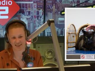 Dikke huisdieren in Eindhoven moeten op dieet