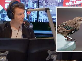 De spreeuw is de coverband van de natuur