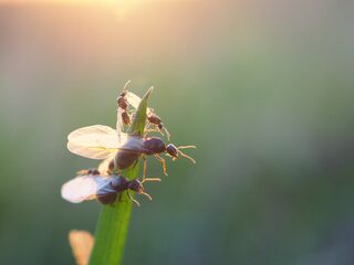Opvallend veel vliegende mieren gisteren! Hoe komt dat?