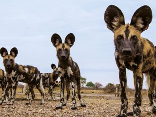 AAP week 4: Balthazar - 'Fever'