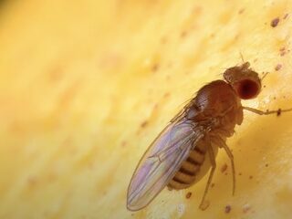 Waar komen die fruitvliegjes ineens vandaan?