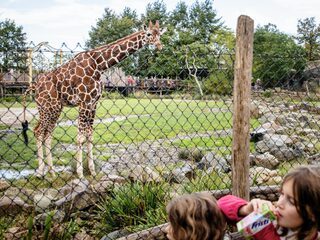 Redden dierentuinen bedreigde diersoorten?