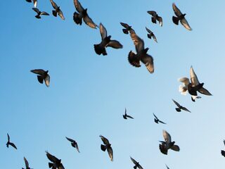 Bang voor vogels? Psycholoog Arondeus heeft de oplossing