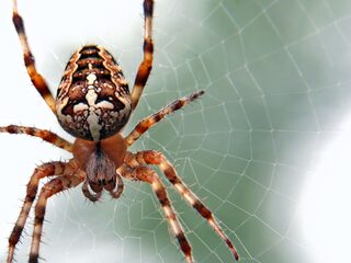 Waarom zijn er steeds meer exotische spinnen in Nederland?