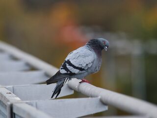 Waarom Belgische duiven zoveel geld opleveren