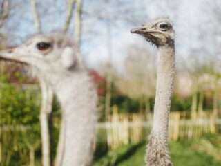 Kunnen Patty en Henny RadioRing winnaar voorspellen?