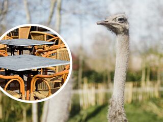 Struisvogel Patty voorspelt in Jan-Willem Start Op of terrassen opengaan