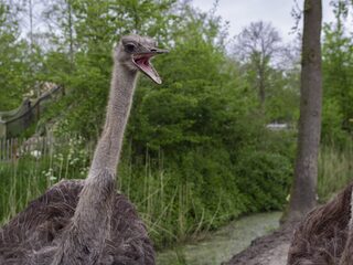 Struisvogel Patty voorspelt hoe Jeangu Macrooy het in de finale gaat doen