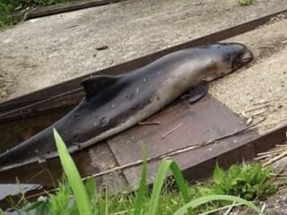 De mogelijke verklaring voor de aangespoelde bruinvis in Elburg