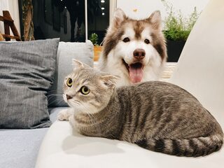 Kunnen je huisdieren besmet raken door het coronavirus?