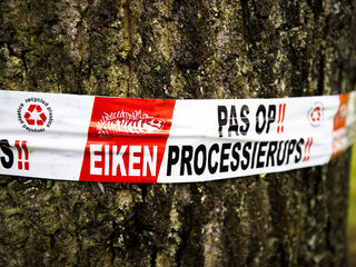 De processierups neemt ons land over!
