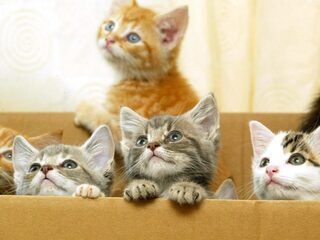 Vier Dierendag met kattenfilmpjes in de bioscoop