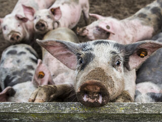 Varkensfluisteraar Kees heeft oplossing voor het stikstofprobleem
