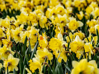 Tien nummers die je lentekriebels geven!