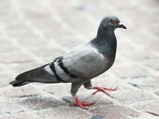 Waarom Belgische duiven zoveel geld opleveren