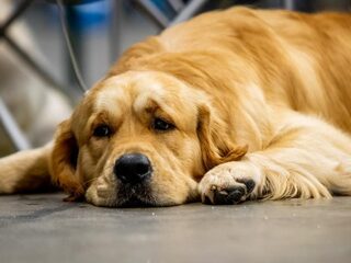 Bereken de leeftijd van jouw hond!