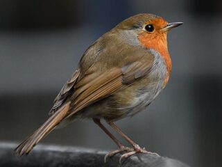 Vogelaar Arjan Dwarshuis: 'Vogels tellen is nu ontzettend populair'