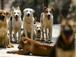 Waar moet je aan denken als je je huisdier mee wil nemen op vakantie?