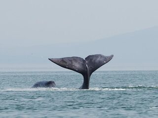 Brekend: Walvissen zingen Miles Davis' So What!